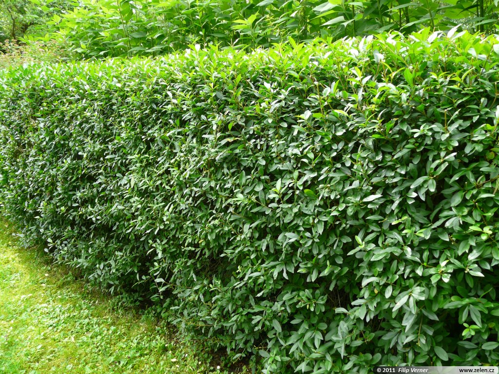 برگ نو معمولی